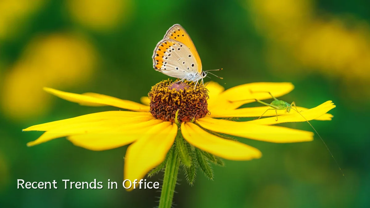 Recent Trends in Office