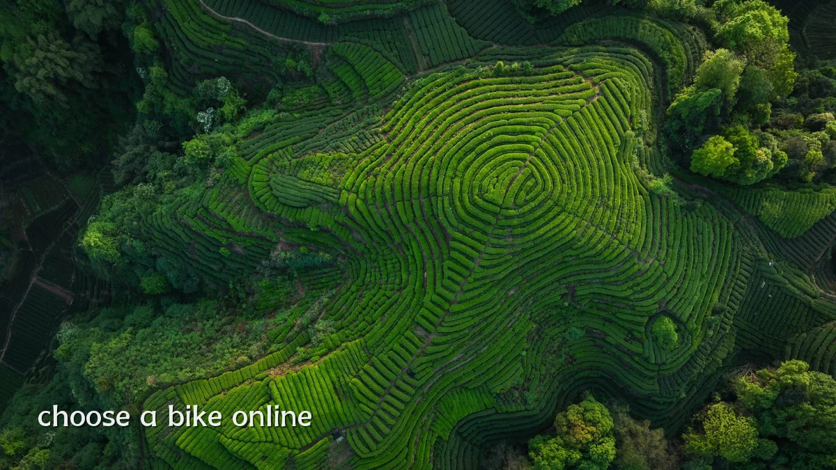 choose a bike online
