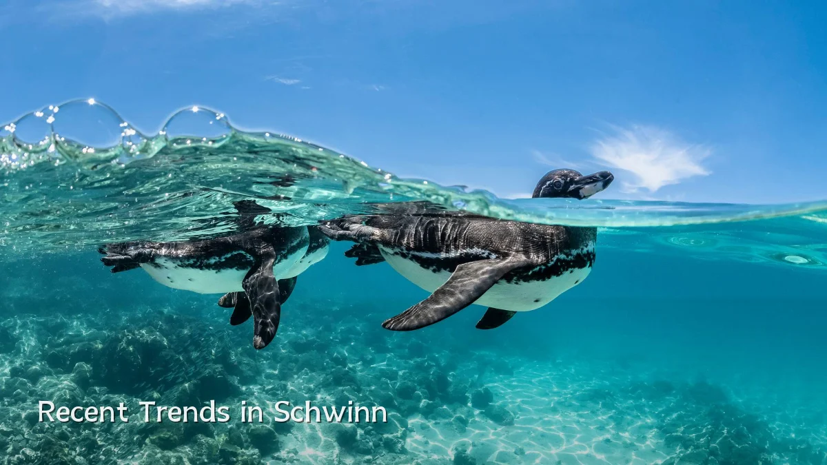 Recent Trends in Schwinn